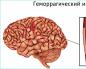Mikä on hemorraginen aivohalvaus, mitkä ovat seuraukset ja selviytymismahdollisuudet?